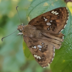 Caprona ransonnettii potiphera