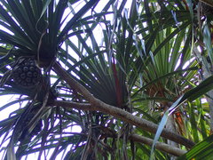 Pandanus balfourii