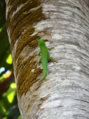 Phelsuma sundbergi