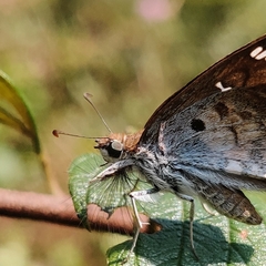 Caprona ransonnettii potiphera