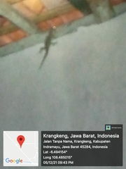 Gekko gecko