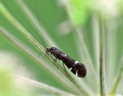 Athripsodes albifrons