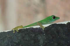 Phelsuma astriata