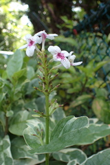 Pseuderanthemum maculatum