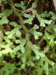 Selaginella fissidentoides