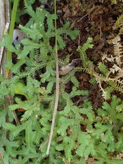 Selaginella fissidentoides