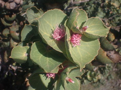 Hakea cucullata
