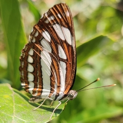 Neptis hylas varmona