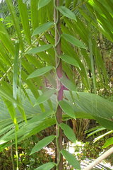 Vanilla planifolia