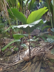 Verschaffeltia splendida