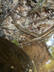Hirudinaria