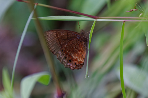 Eretris subpunctata