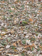 Picus sharpei
