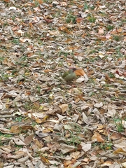 Picus sharpei
