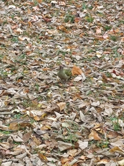Picus sharpei