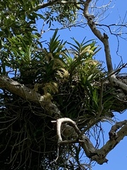 Tridactyle tricuspis