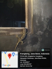 Gekko gecko