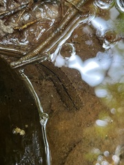 Hirudinaria