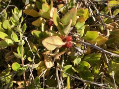 Tetragonia implexicoma