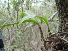 Tridactyle tricuspis