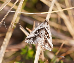 Dichromodes stilbiata