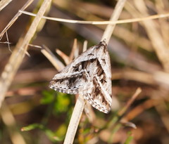 Dichromodes stilbiata
