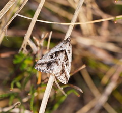 Dichromodes stilbiata