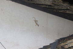 Gekko gecko