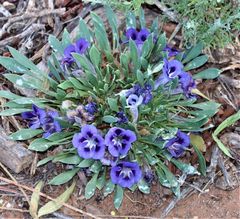 Aptosimum procumbens