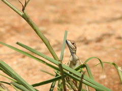Sitana ponticeriana