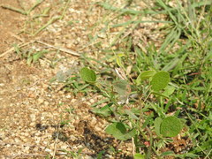 Sitana ponticeriana