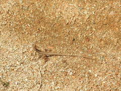 Sitana ponticeriana