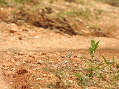 Sitana ponticeriana