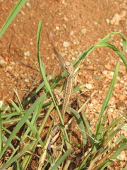 Sitana ponticeriana