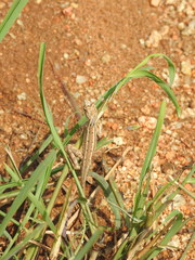 Sitana ponticeriana