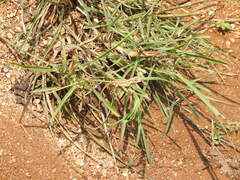 Sitana ponticeriana