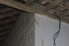 Gekko gecko