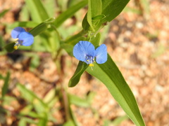 Commelina attenuata