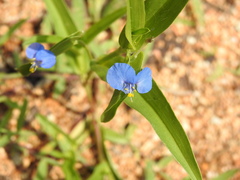 Commelina attenuata