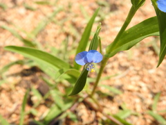 Commelina attenuata