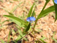 Commelina attenuata