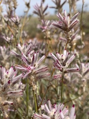 Ptilotus sessilifolius
