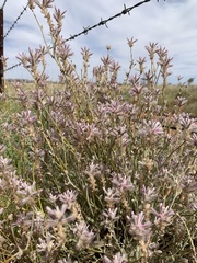Ptilotus sessilifolius