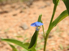 Commelina attenuata
