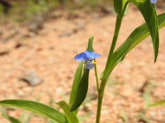 Commelina attenuata