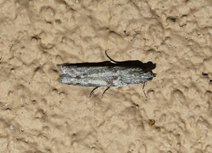 Homoeosoma vagella