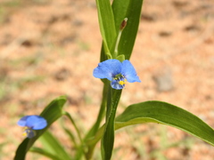 Commelina attenuata