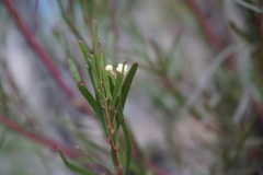 Acacia betchei
