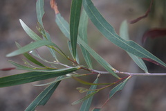 Acacia neriifolia