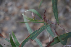 Acacia neriifolia